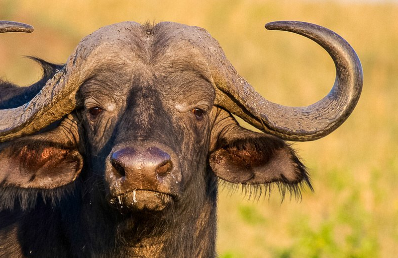 Amboseli