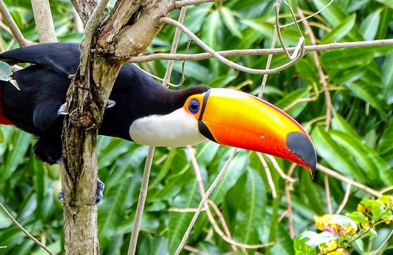 Amazonas
