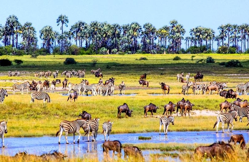 Okavango