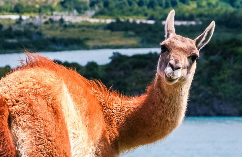 Patagonia